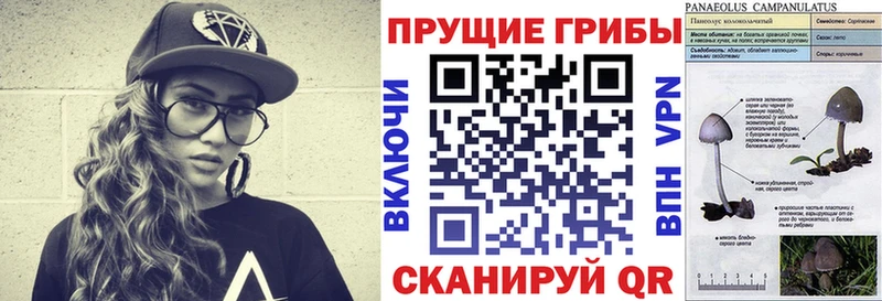 продажа наркотиков Королёв hydra ссылка Псилоцибиновые грибы прущие грибы